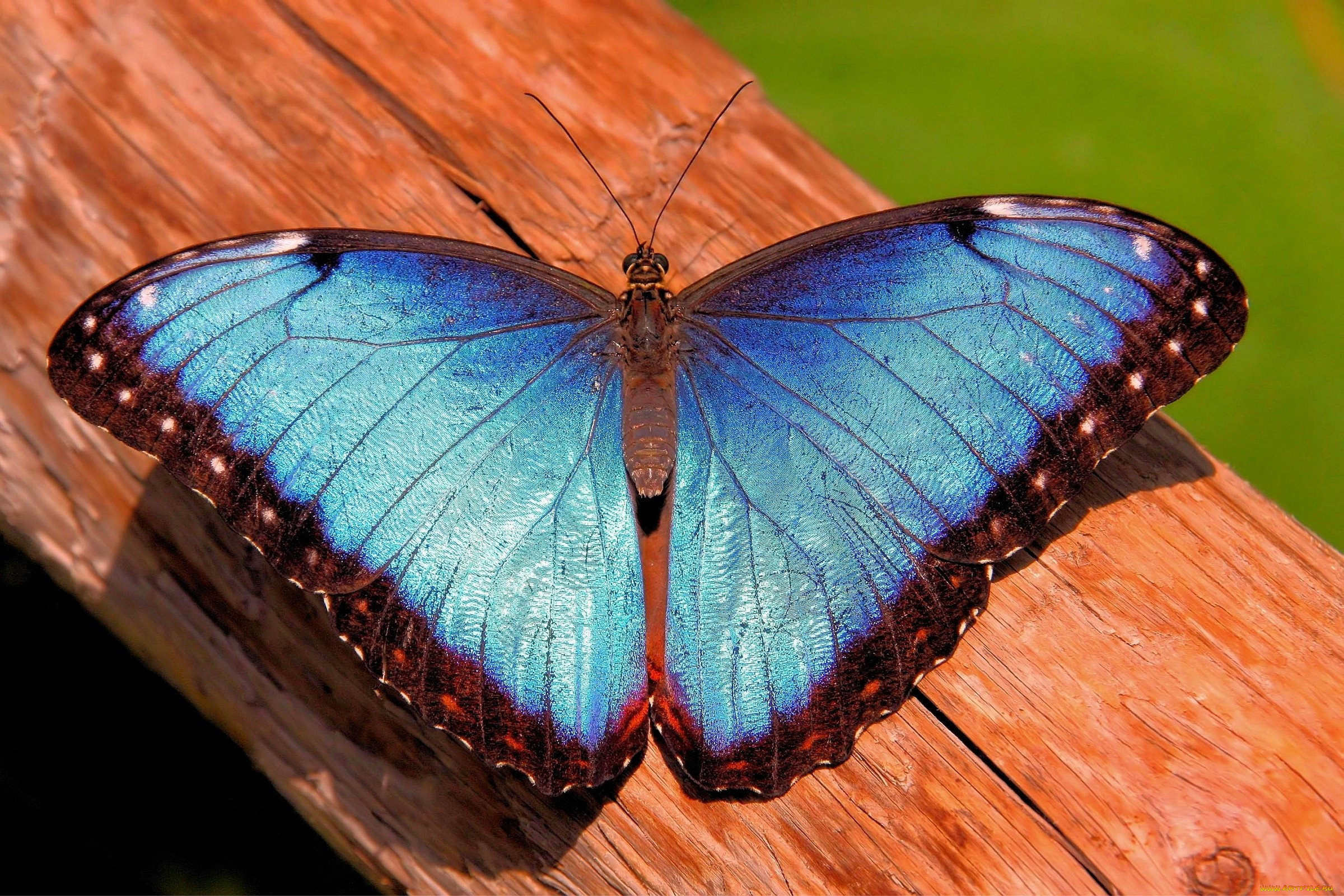 Butterfly. Морфо адонис бабочка. Бабочка Морфо аматонте. Бабочка Морфо Гекуба. Бабочка Морфо Амфитрион.